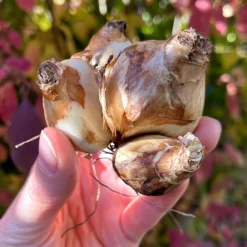 Narcissus 'Tête à Tête XXL' -UK Garden Plants Sales 2024 narcissus tete a tete xxl 0 047492ca c9d0 4ac1 aca2 baa9ed9ba25c