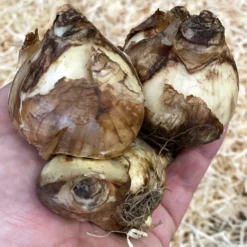 Narcissus 'Tête à Tête XXL' -UK Garden Plants Sales 2024 narcissus tete a tete xxl 1