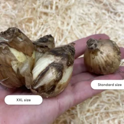 Narcissus 'Tête à Tête XXL' -UK Garden Plants Sales 2024 narcissus tete a tete xxl 2