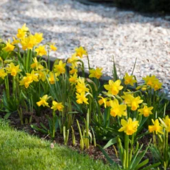 Narcissus 'Tête à Tête XXL' -UK Garden Plants Sales 2024 narcissus tete a tete xxl 3