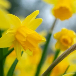 Narcissus 'Tête à Tête XXL' -UK Garden Plants Sales 2024 narcissus tete a tete xxl 4