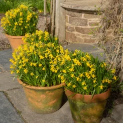 Narcissus 'Tête à Tête XXL' -UK Garden Plants Sales 2024 narcissus tete a tete xxl 5