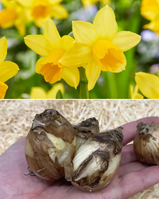Narcissus 'Tête à Tête XXL' -UK Garden Plants Sales 2024 narcissus tete a tete xxl 6