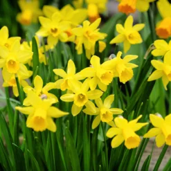 Narcissus 'Tête à Tête XXL' -UK Garden Plants Sales 2024 narcissus tete a tete xxl 7