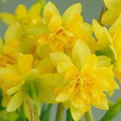 Narcissus 'Tête Bouclé' -UK Garden Plants Sales 2024 narcissus tete de luxe 1