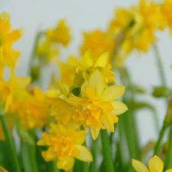 Narcissus 'Tête Bouclé' -UK Garden Plants Sales 2024 narcissus tete de luxe 2