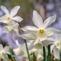 Narcissus 'Thalia' -UK Garden Plants Sales 2024 narcissus thalia 0 scaled