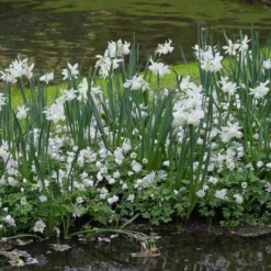 Narcissus 'Thalia' -UK Garden Plants Sales 2024 narcissus thalia 1