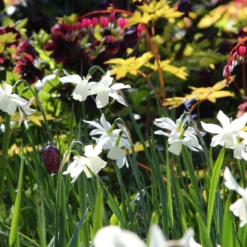 Narcissus 'Thalia' -UK Garden Plants Sales 2024 narcissus thalia 10