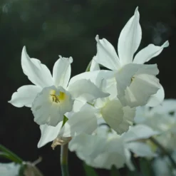Narcissus 'Thalia' -UK Garden Plants Sales 2024 narcissus thalia 2