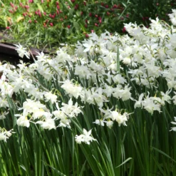 Narcissus 'Thalia' -UK Garden Plants Sales 2024 narcissus thalia 20