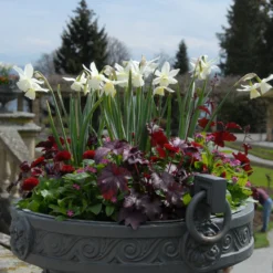 Narcissus 'Thalia' -UK Garden Plants Sales 2024 narcissus thalia 5