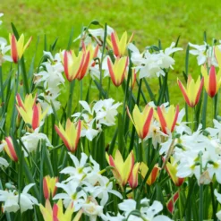 Narcissus 'Thalia' -UK Garden Plants Sales 2024 narcissus thalia 6