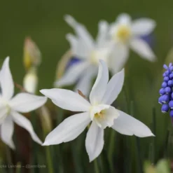 Narcissus 'Thalia' -UK Garden Plants Sales 2024 narcissus thalia 6 5ab210cb 336e 4254 a292 dd6a2dee0784
