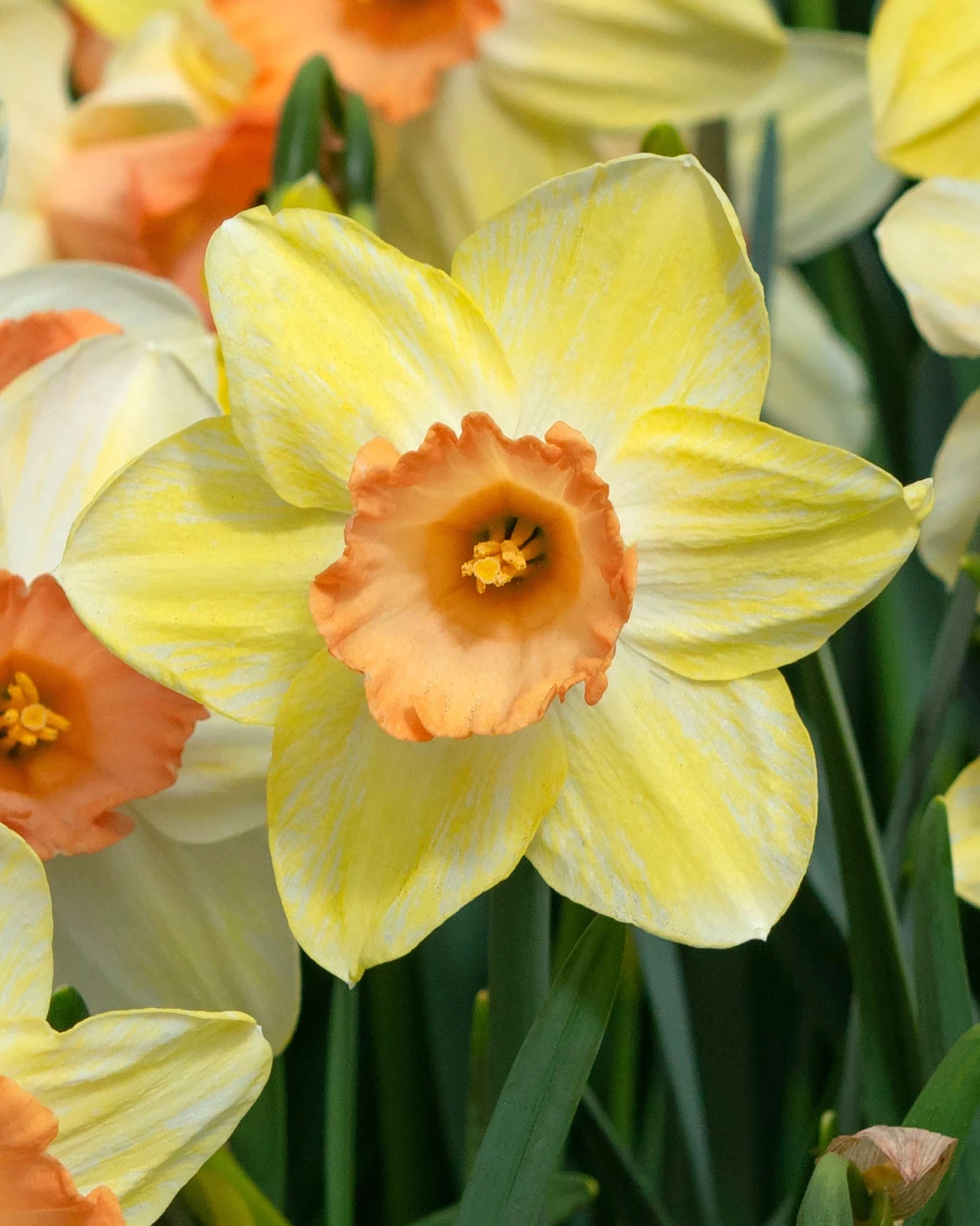 Narcissus 'Tickled Pinkeen' 3 Narcissus 'Tickled Pinkeen'