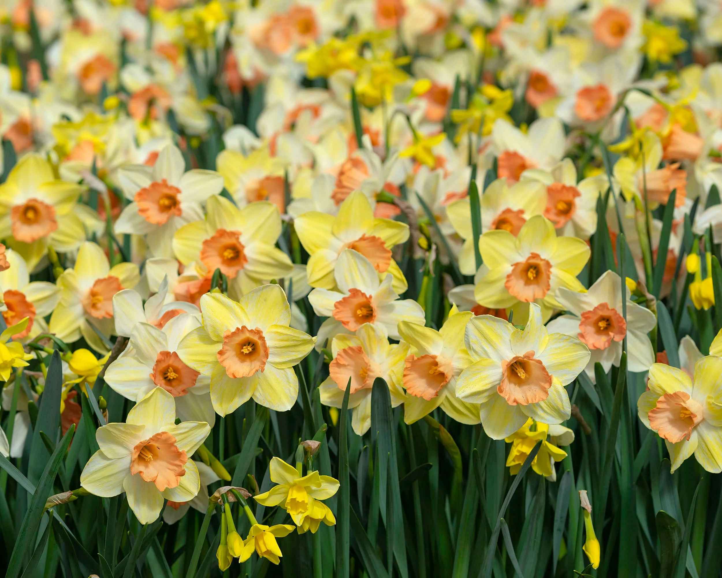 Narcissus 'Tickled Pinkeen' 4 Narcissus 'Tickled Pinkeen' - Image 2