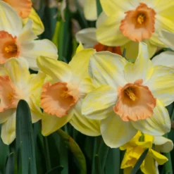 Narcissus 'Tickled Pinkeen' 11 Narcissus 'Tickled Pinkeen' -UK Garden Plants Sales 2024 narcissus tickled pinkeen 2