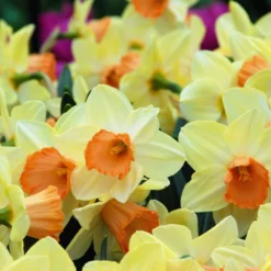 Narcissus 'Tickled Pinkeen' 10 Narcissus 'Tickled Pinkeen' -UK Garden Plants Sales 2024 narcissus tickled pinkeen 3