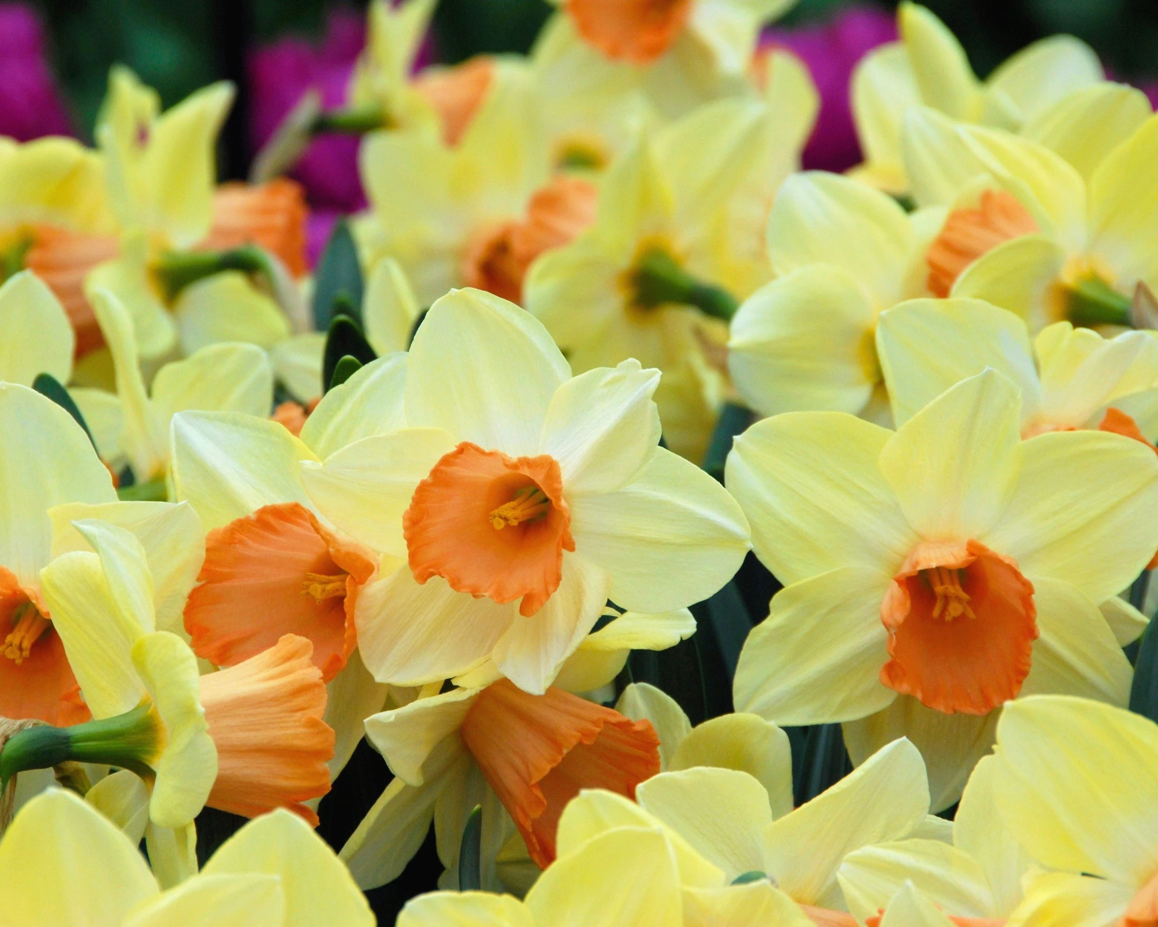 Narcissus 'Tickled Pinkeen' 6 Narcissus 'Tickled Pinkeen' - Image 4