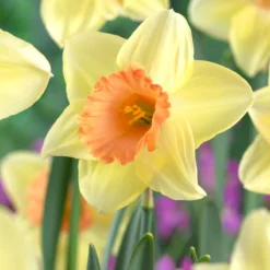 Narcissus 'Tickled Pinkeen' 9 Narcissus 'Tickled Pinkeen' -UK Garden Plants Sales 2024 narcissus tickled pinkeen 4