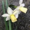 Narcissus 'Toto' -UK Garden Plants Sales 2024 narcissus toto 0
