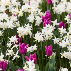 Narcissus 'Toto' -UK Garden Plants Sales 2024 narcissus toto 2