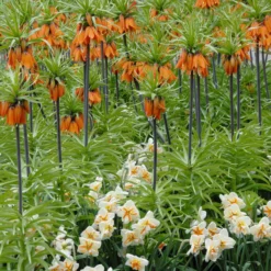 Narcissus 'Trepolo' 11 Narcissus 'Trepolo' -UK Garden Plants Sales 2024 narcissus trepolo 1