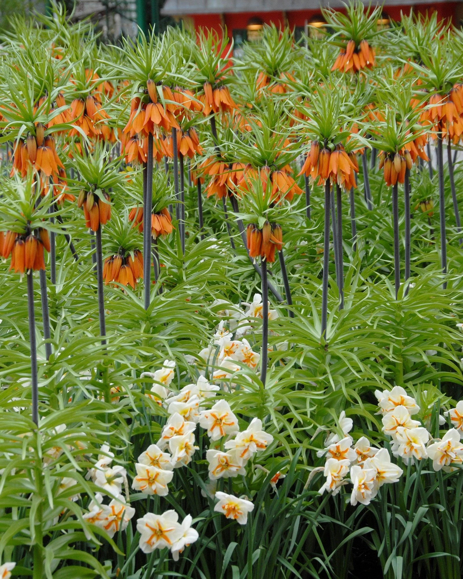 Narcissus 'Trepolo' 6 Narcissus 'Trepolo' - Image 4