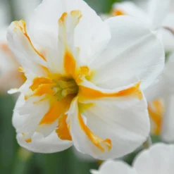 Narcissus 'Trepolo'