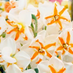 Narcissus 'Trepolo' 10 Narcissus 'Trepolo' -UK Garden Plants Sales 2024 narcissus trepolo 3