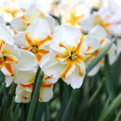 Narcissus 'Trepolo' 12 Narcissus 'Trepolo' -UK Garden Plants Sales 2024 narcissus trepolo 6 scaled