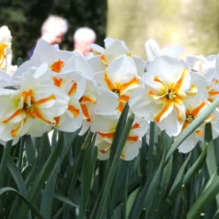 Narcissus 'Trepolo' 13 Narcissus 'Trepolo' -UK Garden Plants Sales 2024 narcissus trepolo 8