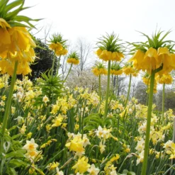 Narcissus 'Waterperry' -UK Garden Plants Sales 2024 narcissus waterperry 2
