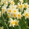 Narcissus 'Waterperry' -UK Garden Plants Sales 2024 narcissus waterperry 3