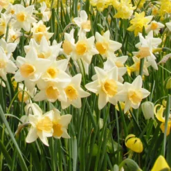 Narcissus 'Waterperry' -UK Garden Plants Sales 2024 narcissus waterperry 4