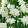 Narcissus 'White Marvel' -UK Garden Plants Sales 2024 narcissus white marvel 0