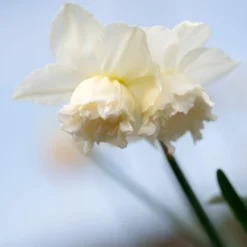 Narcissus 'White Marvel' -UK Garden Plants Sales 2024 narcissus white marvel 1 scaled