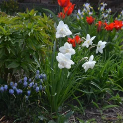 Narcissus 'White Marvel' -UK Garden Plants Sales 2024 narcissus white marvel 10