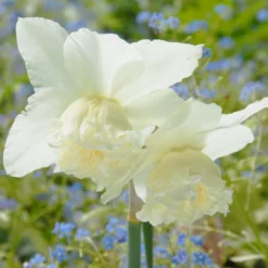 Narcissus 'White Marvel' -UK Garden Plants Sales 2024 narcissus white marvel 11