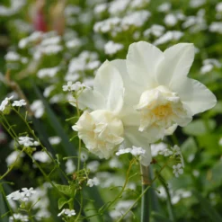 Narcissus 'White Marvel' -UK Garden Plants Sales 2024 narcissus white marvel 12 scaled