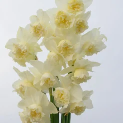 Narcissus 'White Marvel' -UK Garden Plants Sales 2024 narcissus white marvel 13 scaled