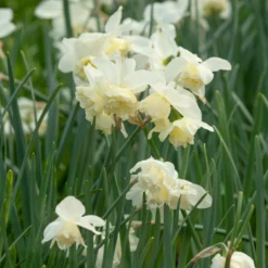 Narcissus 'White Marvel' -UK Garden Plants Sales 2024 narcissus white marvel 15 scaled