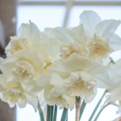 Narcissus 'White Marvel' -UK Garden Plants Sales 2024 narcissus white marvel 16 scaled