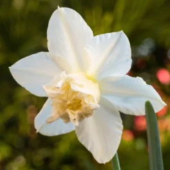 Narcissus 'White Marvel' -UK Garden Plants Sales 2024 narcissus white marvel 2 scaled