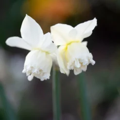 Narcissus 'White Marvel' -UK Garden Plants Sales 2024 narcissus white marvel 3 scaled