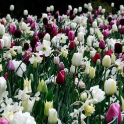 Narcissus 'White Marvel' -UK Garden Plants Sales 2024 narcissus white marvel 4 scaled