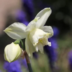 Narcissus 'White Marvel' -UK Garden Plants Sales 2024 narcissus white marvel 5 scaled