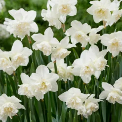 Narcissus 'White Marvel' -UK Garden Plants Sales 2024 narcissus white marvel 6