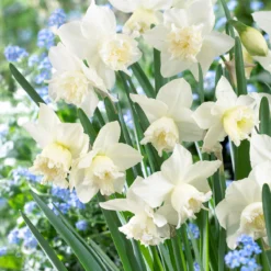 Narcissus 'White Marvel' -UK Garden Plants Sales 2024 narcissus white marvel 8