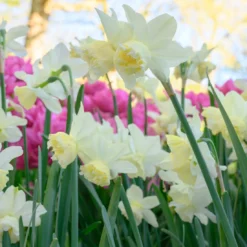 Narcissus 'White Marvel' -UK Garden Plants Sales 2024 narcissus white marvel 9